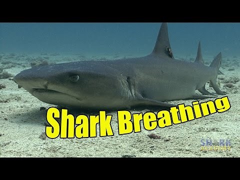 How Do Sharks Breathe? | SHARK ACADEMY