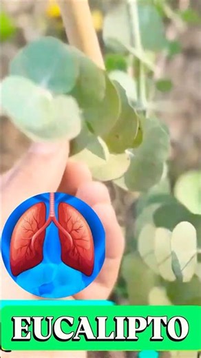 This is what eucalyptus does for your health! 🌱