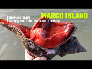 Kayak Trip with Seashell Hunting in Marco Island, Florida - Dickmans Island