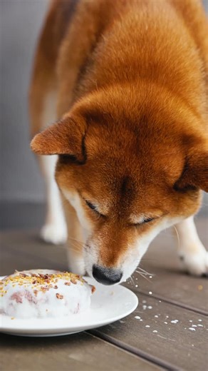 aiko the choob 🐾 on Instagram: "birthday week is still in full force, and the sir’s personal chef & videographer have been working overtime 🎂 the task: to make a cake that the fussy boy would eat, and we reckon we nailed it ✔️ top tier cake instructions: ▸ using a ramekin (or cake tin) line it with glad wrap and scoop the raw meat inside (we mixed in some pumpkin powder to help with the consistency ▸ pop the mix in the freezer and let it set (we only froze it for a couple of hours, but you can