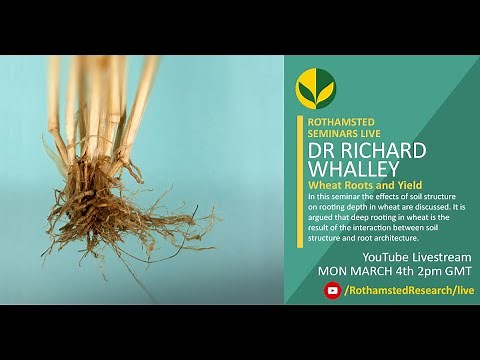 Wheat Roots and Yields - Dr Richard Whalley, Rothamsted Research