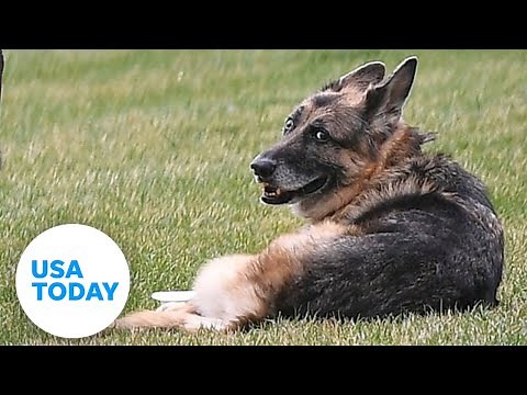 Champ Biden, President Biden's oldest dog, dies at 13 | USA TODAY