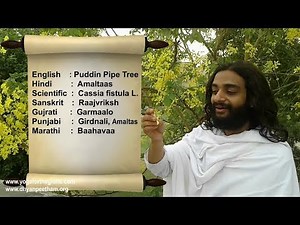 HOW TO USE AMALTAS IN DAILY LIFE | PUDDIN PIPE TREE (CASSIA FISTULA) BENEFITS BY NITYANANDAM SHREE