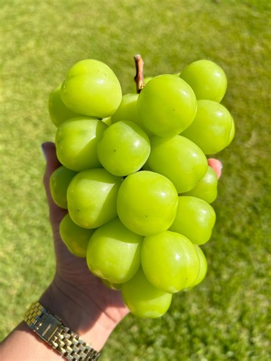Shine Muscat Grapes: South Korean K-grapes, Luxury Fresh Fruit Gift - Etsy