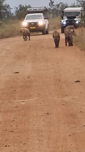 10K views · 278 reactions | Clan of hyenas on hunting excursion in the African Bush Kingdom #wildanimals #bush #safari #animal #naturelover #wild #wildlife #borntobewild #nature #hyenas #amazing | African Bush Kingdom | Facebook