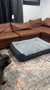 246K views · 25K reactions | Tuck in my bully with me 勺 Today we’re tucking Thor into our @bedsurepet Supportive Couch. It’s a bed that’s made to make his joints feel good. To save 20% on yours, use the code “LAURELROB”  #bullybreed #rescuedogsofinstagram #dogoftheday #bullylove #dogsofinsta #doglover #nighttimeroutine #bedsurelargedogbed | Mythologicaldogs | Facebook