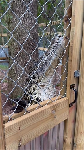 123K views · 4.4K reactions | Crocs crack me up  some fun croc...