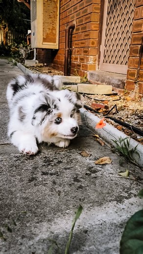 Madison | The Australian Shepherd on Instagram: "About 10 Weeks old here and I just can’t 🥹🌺 Her facials get me every time 😂 Throwback to when she was just an innocent little thing and flowers were a wild concept 😂🥰 Follow @maddys.dog.diary for your daily dose of cuteness and chaos in one 🐾🐾 #aussieshepherdpuppy #puppythings #dogcommunity #australianshepherd #dogsofaustralia🇦🇺"