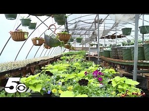 Everything you need to know about stink bugs