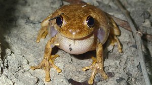 ‘Charismatic’ creature heard ‘laughing’ in backyards of Australia. It’s a new species