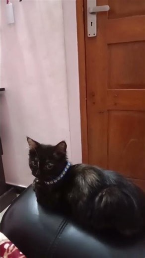 cute and beautiful tortoise shell cat 😺