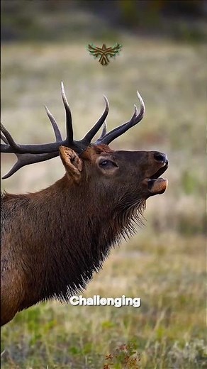 🦌 Elk in Mating Call – The Voice of Autumn | Very Fast #documentary #shorts
