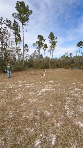Check-in time with Milo & Trainer Logan! 🐾✨ Sharing a reel of these two, and it looks like they’re doing great! Play time after commands is so important. Training doesn’t end with obedience — it continues when you dive into your dog’s world and enjoy what they love. When you balance structure with fun, your bond grows stronger… we promise. 💛 | Off Leash K9 Training 30A