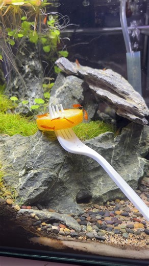 Shrimp Love for Squash: A Unique Snack Experience