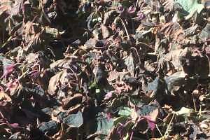 Symptoms and consequences of chilling or freezing injury on greenhouse crops