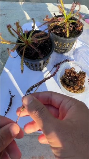 Harvesting Sundew Seeds! 🌿✨ #carnivorousplants #sundew #plantpropagation