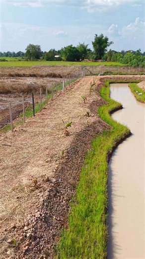 ✅ แนวคิดหลัก 1. ความมั่นคงทางอาหาร → มีข้าว พืชผัก ผลไม้ เนื้อสัตว์ น้ำสะอาด 2. การใช้พื้นที่ให้คุ้มค่า → พื้นที่เล็กแต่จัดสรรเป็นสัดส่วนเพื่อพึ่งพาตัวเอง 3. ความสุขในการอยู่ร่วมกับธรรมชาติ → บ้านเล็ก ๆ ร่มเงา สวนผสมผสาน มีมุมพักผ่อน --- 📐 การแบ่งพื้นที่ 3 ไร่ (1,200 ตร.วา) ไร่ที่ 1 (≈40%) – แหล่งน้ำและนาข้าว ขุด สระน้ำ 1 งาน (400 ตร.ม.) ลึก 3–4 เมตร เก็บน้ำฝน ใช้เลี้ยงปลา พื้นที่รอบสระปลูกกล้วย มะพร้าวน้ำหอม มะม่วง ขนุน ไผ่ → สร้างร่มเงาและอาหาร ที่เหลือทำ นาข้าว เล็ก ๆ ไว้กินเอง (ปลูกปีละ 1–2