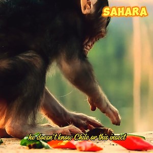 4.5K views · 38 reactions | Watch a cute baby monkey's reaction to his first taste of chilli. It hilarious! | Narrative Animal | Facebook