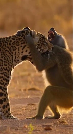 Angry Baboon Fights Back Against Leopard Attack! | Wildlife Moments