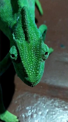 Indian Chamaeleo zeylanicus #animals #reptiles #iguana #nature #爬虫類