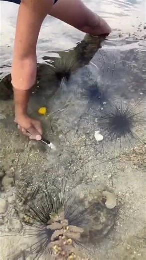 Feeding Raw Eggs to Wild Sea Urchins! 🥚🌊