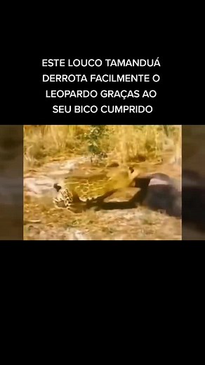 Os vídeos de reptilechannel (@reptilechannel) com som original - reptilechannel