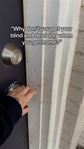 Understanding the Daily Life of a Blind and Deaf Dog