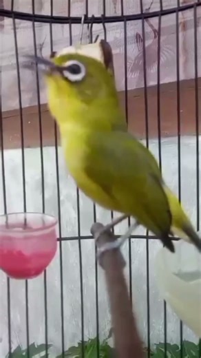 pleci ngalas nembak sejalur wit wit, terapi jitu supaya pleci ngalas ngeroll
