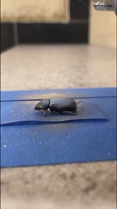 1.3M views · 15K reactions | Eternizei esse besouro no papel 者 #desenhorealista #desenhos #prismacolor #comodesenhar #fabercastell #pintura #cursodedesenho #colorir | Cleison Magalhães arts | Facebook