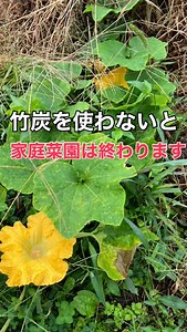 嫌われ者の放置竹林を ボランティアで整備して 竹炭や竹チップを作っています！！ 竹炭1袋50L入り/1500円 竹チップ1袋50L入り/750円 ※2025年9月現在 兵庫県三田市へ現地引取の条件です 通販は別途ご相談ください 自分で作った竹炭や竹チップを 畑に入れて無肥料無農薬で 野菜を作っています！！ アンチ慣行農法ではありませんが お金をかけずに野菜が作れるので 自分で作れる物は自然農法で 低予算で自作しています☺ 竹の可能性は無限大です！ 興味ある方はDMしてください！！ | いなかラボ-Inaka.Lab