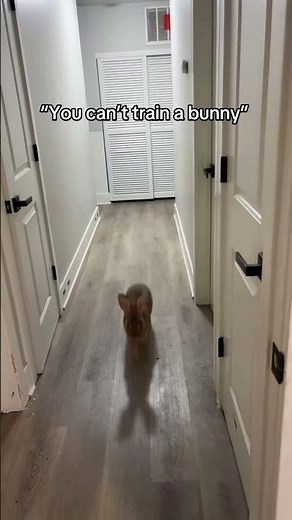 What the fluff? The bunny 🐰 #funny #animals #fyp #cute #funnyvideo #rabbit #bunny #petvideos #pets