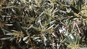 Olive Tree Olea Europaea Branches Blossoms Sway Wind Spring Morocco