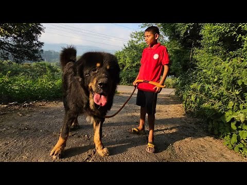 Tibetan mastiff ke rescue ke liye administration se call