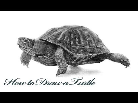 How to Draw a realistic Turtle-Step by Step Tutorial