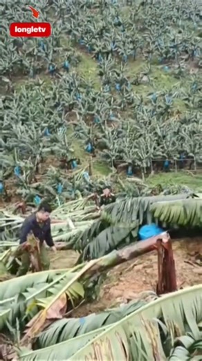 Đau lòng : cả đồi chuối sáp thu hoạch bổng đổ gãy "hy vọng tan bị"