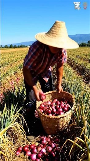 Why Most Big Onions in Local Markets Come from China | The Rare Onion China Never Exports