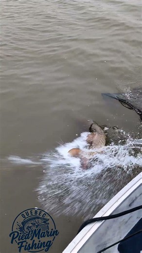 MUSKY DE FIN DE SAISON 🔥🎣 Un des plus beaux poissons de notre saison 2025.