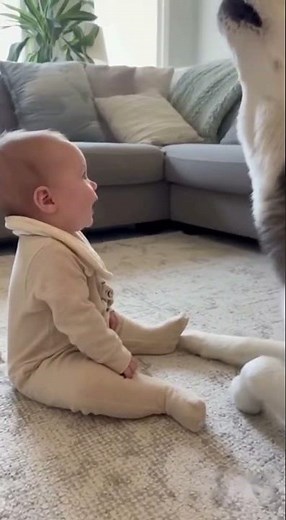 Dog Sings Opera for Baby! Funniest Howling Duet! 허스키가 아기에게 불러주는 오페라! 역대급 하울링 듀엣!
