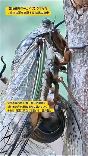 【昆虫衝撃アーカイブ】クマゼミ：日本の夏を支配する、漆黒の皇帝 #4k #insects #昆虫図鑑 #昆虫観察 #昆虫撮影 #昆虫採集 #stagbeetle #undaze #asmr #猟虫