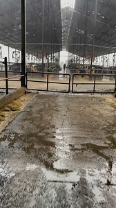 Raining at farm #dairyfarming #DairyDiaries | Dairy Diaries