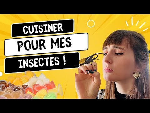 Je CUISINE pour mes INSECTES ?! -Tuto Beetle jelly