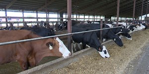 Farming in Upper Michigan: Less large farms and dairy regulations