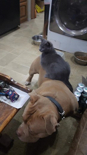 Athena decided to hitch a ride on Thor, right up until he sat down and she slid off. 🤣🤣 | Heather Betts