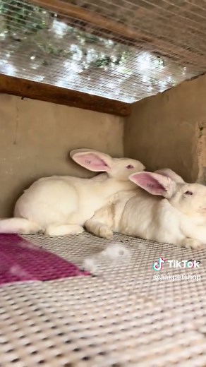 Flemish Giant Rabbits: A Comprehensive Care Guide