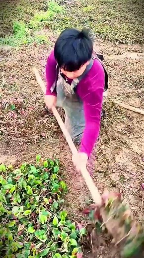 simple techniques for harvesting fish mint so you don't get tired easily #shorts