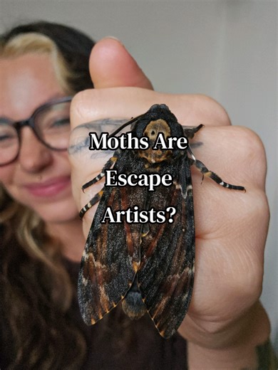 Death's-Head Hawkmoths: The Ultimate Escape Artists!