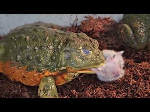 African Bullfrog Stalks 2 Legged Hamster - Warning Live Feeding
