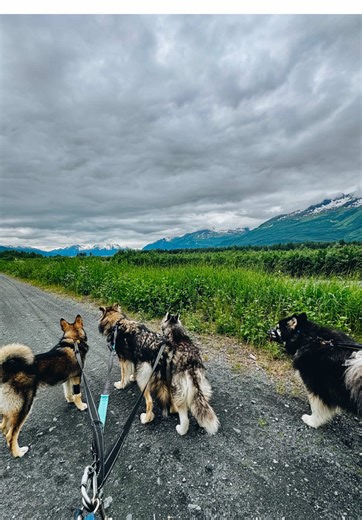 these summer days are just unreal. #alaska #summer #dogs #wolfpack #heavensdoor #sleddogs #dogpack #husky #malamute #wolfdog #alaskanhusky #siberianhusky #alaskanmalamute #wolf #greywolf #muzzle #muzzletraining