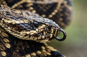 Eastern diamondback rattlesnake - Alchetron, the free social encyclopedia