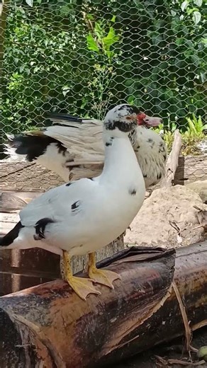 A Moment of Peace with Nature 🦆 | Relaxing Guitar Music & Ducks #Nature #relaxing #animals